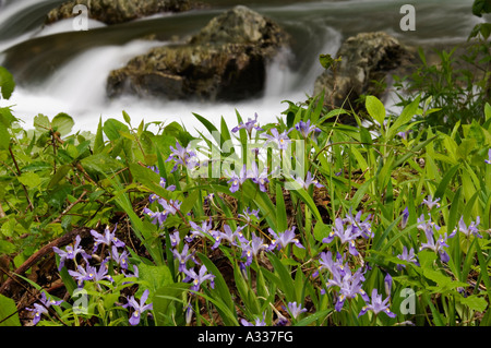 Crested Dwarf Iris Blooming accanto a rapide sul piccolo fiume di piccione Greenbrier Great Smoky Mountains National Park Tennessee Foto Stock