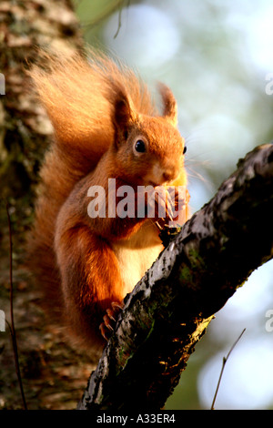 Red Squirrel (Sciurus vulgaris ) on tree branch Foto Stock