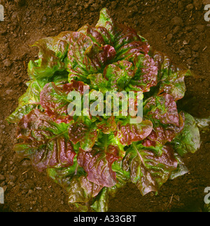 Agricoltura - Vista dettagliata di una coppia testa di organico rosso lattuga nel campo / Moss Landing, California, Stati Uniti d'America. Foto Stock