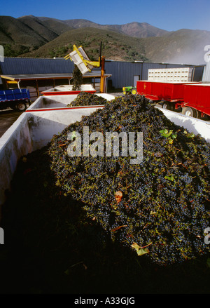 Appena raccolto il Merlot uve da vino in contenitori su un carrello essendo preparato per il trasporto di una cantina / Contea di Monterey, CA, Stati Uniti d'America. Foto Stock