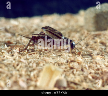 Casa o cricket cricket sulla suola (GRYLLUS DOMESTICA; ACHETA DOMESTICA) adulto cricket; cinguettio; PEST PER USO DOMESTICO Foto Stock