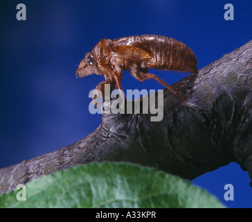 Cicala periodica o di locusta o 17-anno cicala o LOCUST (MAGICICADA SEPTENDECIM) liberato NYMPH CASO Foto Stock