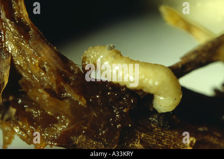 Il western corn rootworm (Diabrotica virgifera) LARVA; distruttivo; alimenta sul mais seta; danni di seta impedisce l'impollinazione Foto Stock