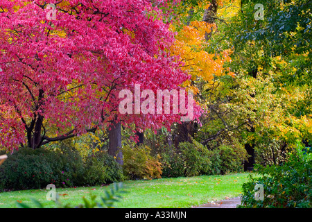 Brillanti colori caduta sulla Chico State University campus, Chico, California. Foto Stock