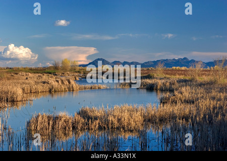 Nelle zone umide della valle del Sacramento, al nord di Sutter Buttes, California settentrionale. Foto Stock