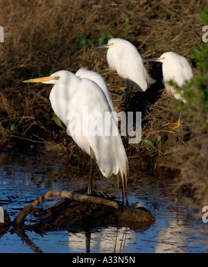 Un Airone bianco maggiore e più Snowy Egrets prendere il sole di mattina in Grizzly Island Wildlife Refuge, California settentrionale. Foto Stock