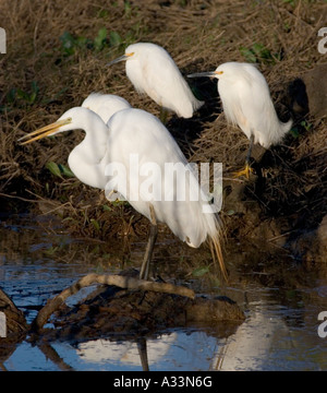 Un Airone bianco maggiore e più Snowy Egrets prendere il sole di mattina in Grizzly Island Wildlife Refuge, California settentrionale. Foto Stock