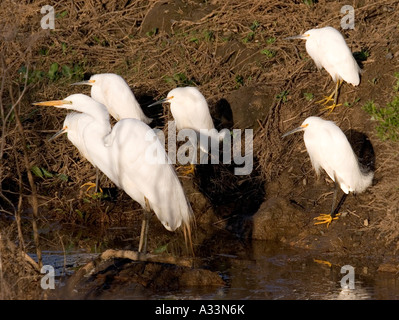 Un Airone bianco maggiore e più Snowy Egrets prendere il sole di mattina in Grizzly Island Wildlife Refuge, California settentrionale. Foto Stock