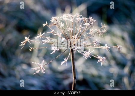 Impianto smerigliato con fronde e foglie. Scena invernale, Ardagh, County Limerick, Irlanda. Foto Stock