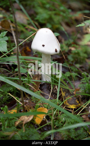 Angelo distruttore fungo Foto Stock