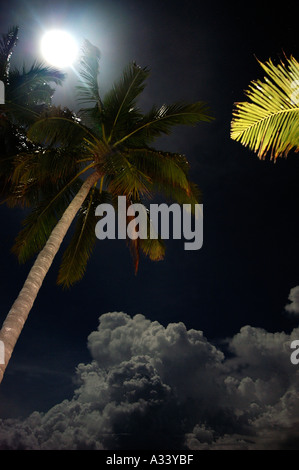 Palm tree moon Haad Yao beach Ko Phan Gan isola della Thailandia Foto Stock