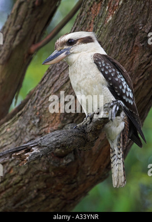 Ridendo kookaburra, dacelo novaeguineae, singolo adulto appollaiato su un ramo Foto Stock