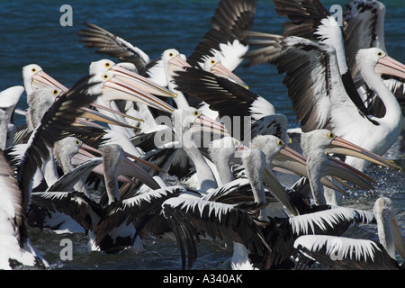 Australian pellicani, pelecanus conspicillatus, al tempo di alimentazione Foto Stock