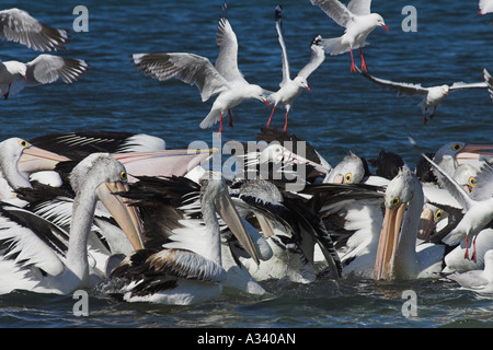 Australian pellicani, pelecanus conspicillatus, al tempo di alimentazione Foto Stock