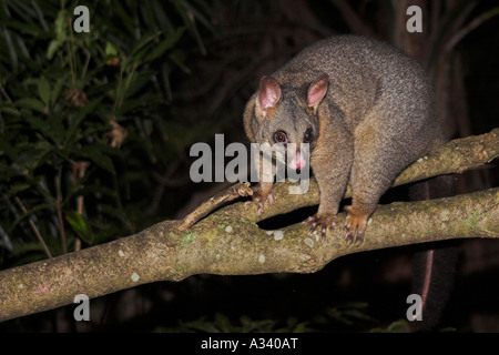 Common brushtail possum, trichosurus volpetta singolo adulto in una struttura ad albero Foto Stock