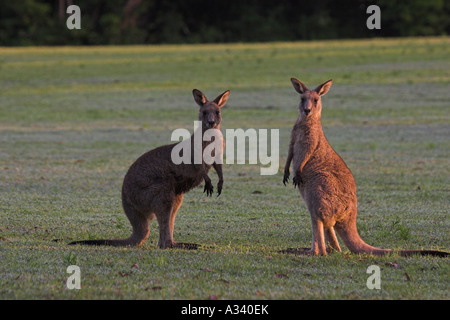 Grigio orientale canguri macropus giganteus, ottenere pronto per la lotta Foto Stock