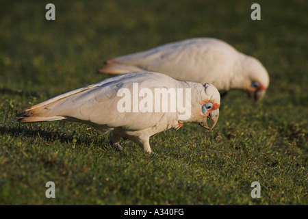 A lungo fatturati corella, cacatua tenuirostris, due adulti su terra Foto Stock