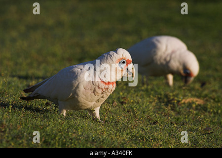 A lungo fatturati corella, cacatua tenuirostris, due adulti su terra Foto Stock