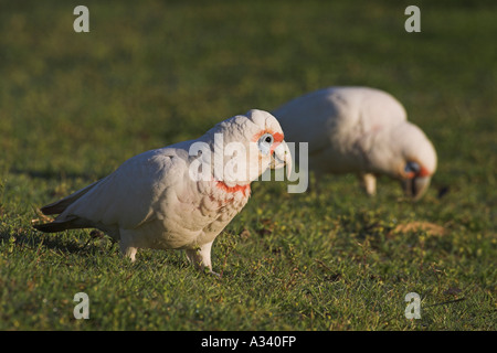 A lungo fatturati corella, cacatua tenuirostris, due adulti su terra Foto Stock