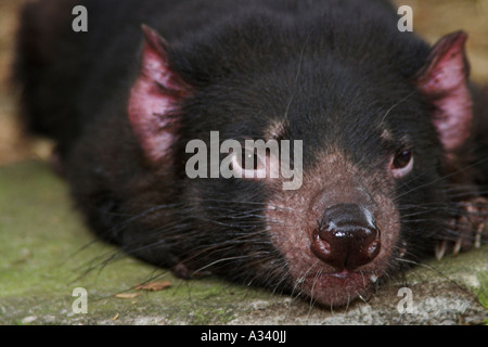 Diavolo della Tasmania, sarcophilus harrisi, singolo adulto Foto Stock