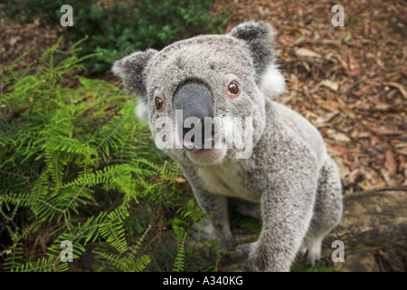 Il koala, phascolarctos cinereus, singolo adulto seduto su un log Foto Stock
