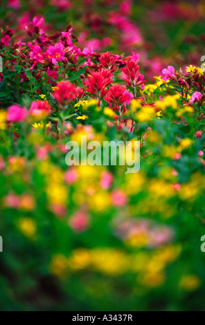 Estate fiori selvatici a Logan pass, il Glacier National Park Montana Foto Stock