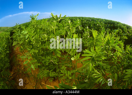 Agricoltura - Primo piano della metà della crescita di fagiolo garbanzo (ceci) Piante / vicino Ponteix, Saskatchewan, Canada. Foto Stock