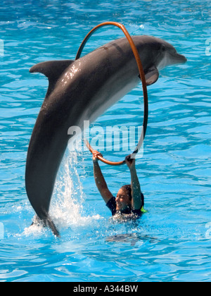 Close up di dolphin saltando attraverso hoop sotto il sole Foto Stock