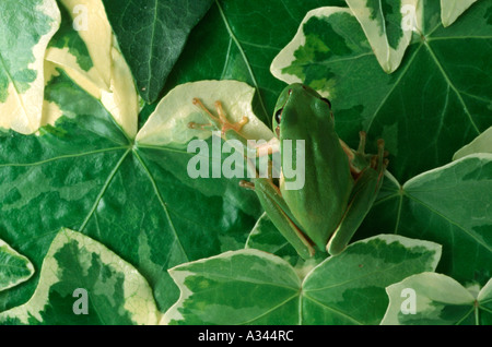 Stripless raganella Hyla meridionalis Francia Foto Stock