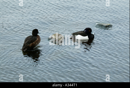 Moretta (Aythya fuligula) su cottish Loch Foto Stock