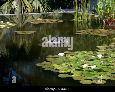 Terrapins ensoleillement su roccia nel laghetto di gigli Foto Stock