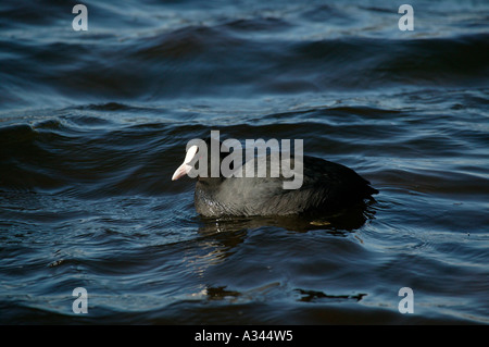 Comune folaga (fulica atra) nuoto a Scottish Loch Foto Stock