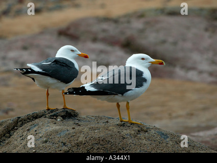 Due minori nero-backed gabbiani (Larus fuscus) in piedi su una roccia in spiaggia Foto Stock