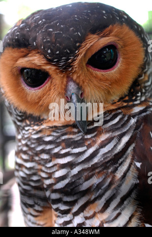 Close up di un captive macchiato il gufo di legno, Kuala Lumpur, Malesia Foto Stock