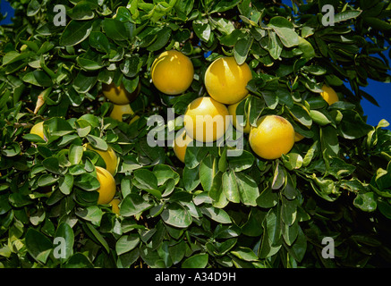 Agricoltura - Ripe pompelmo sull'albero / Coachella Valley, California, USA. Foto Stock