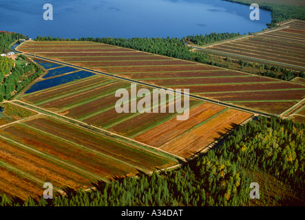 Agricoltura - Vista aerea di un mirtillo palustre bog in autunno durante la vendemmia / Wisconsin settentrionale, STATI UNITI D'AMERICA. Foto Stock