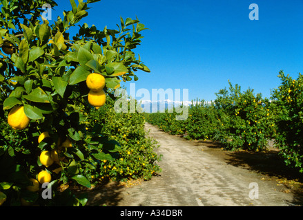 Gli alberi di limone Farm in California, Stati Uniti d'America. Limone I  frutti di coltivazione Foto stock - Alamy