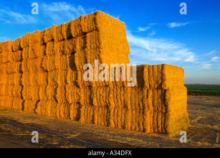 Agricoltura - impilati mezza tonnellata di quattro strand balle di fieno di erba medica / California, Stati Uniti d'America. Foto Stock