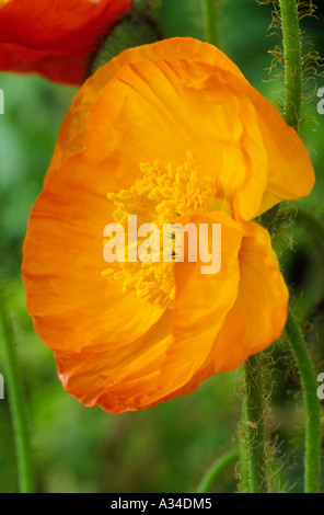 Papaver nudicaule Gartenzwerg serie. syn. Gnomo da giardino Gruppo. Islanda papavero. Foto Stock