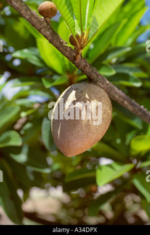 Agricoltura - Mamey Sapote sull'albero un frutto tropicale / Florida, Stati Uniti d'America. Foto Stock