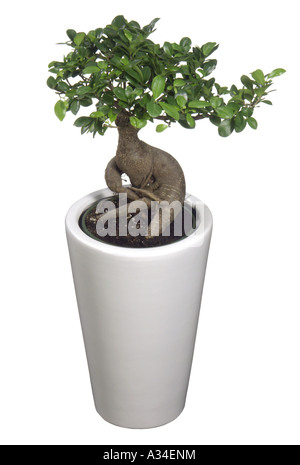 Ficus Ginseng, bonsaitree Foto Stock