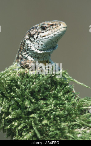 Lucertola vivipara, comune europeo (lucertola Lacerta vivipara, Zootoca vivipara), ritratto maschile, Germania, Vaaler Heide Foto Stock