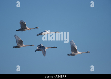 Whooper swan (Cygnus Cygnus), volare, Germania Foto Stock