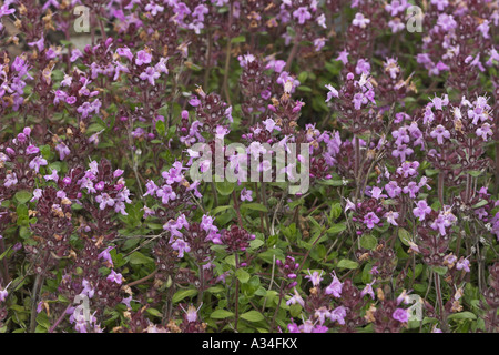 wild thyme, breckland thyme, creeping thyme (Thymus serpyllum ssp. tanaensis), blooming plant Foto Stock