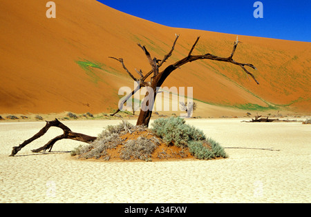 Struttura essiccato in un deserto, Namibia, Sossusvlei, Namib Foto Stock