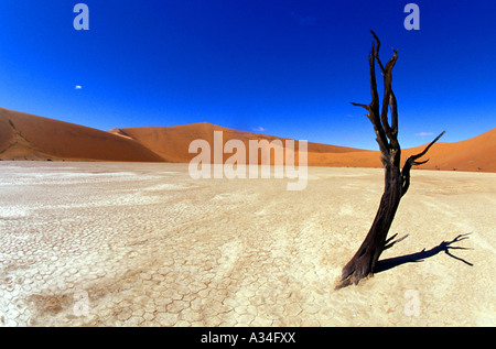 Struttura essiccato in un deserto, Namibia, Sossusvlei, Namib Foto Stock