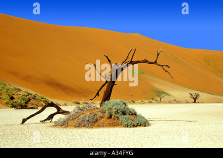 Struttura essiccato in un deserto, Namibia, Sossusvlei, Namib Foto Stock