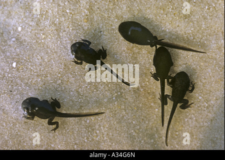 Europeo di rospo comune (Bufo bufo), Girini Foto Stock