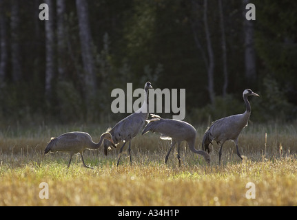 Gru comune (grus grus), gruppo costituito da due adulti e due ragazzi alla ricerca del cibo su un acro, Finlandia Foto Stock