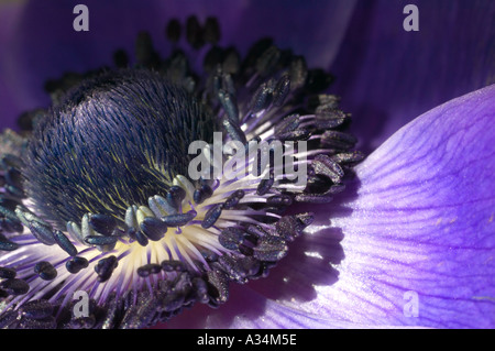 Inghilterra, Regno Unito. Extreme vicino la vista del centro di una bella Deep Purple fiore Anemone Foto Stock